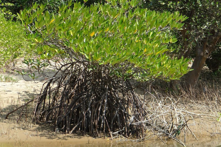 Исследователи обнаружили в мангровой почве микробы, поедающие пластик