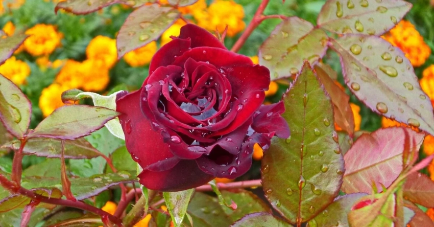 Черная пятнистость: простой способ уберечь розы от болезней накануне зимы