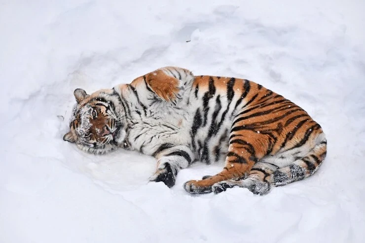 Важно вовремя остановиться: восточный гороскоп на неделю с 15 по 21 декабря 2025 года