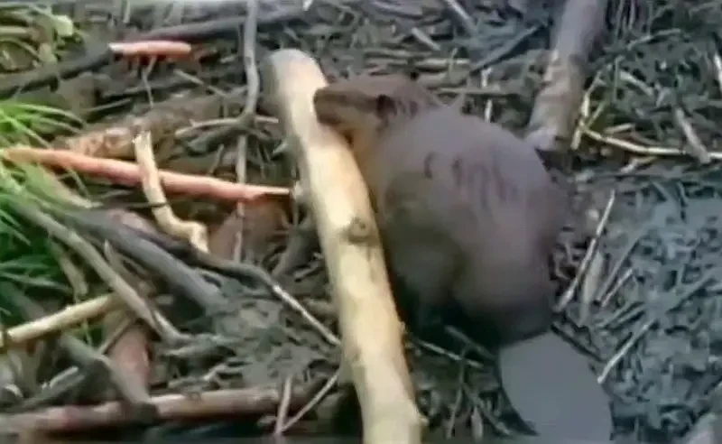 На этот раз мы вас опередили: в США обсуждают вероятную войну с Канадой