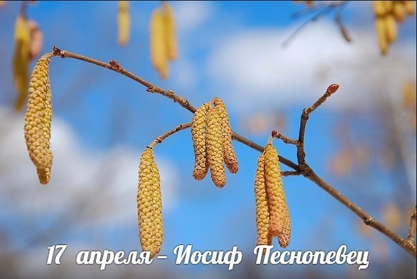 Церковный праздник Иосиф Песнопевец или Ольховые смотрины 17 апреля: приметы и поверья